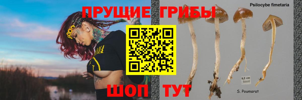 Миасс  Галлюциногенные грибы прущие грибы  Вход с VPN 